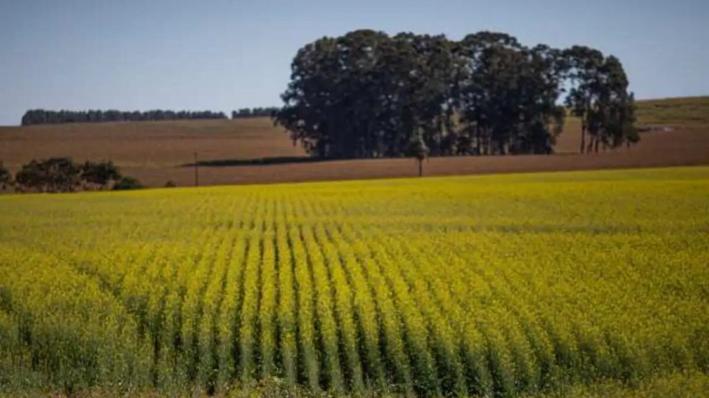 Canola para biodiesel avança no Rio Grande do Sul com expansão de 102,64% na área plantada Canola para biodiesel avança no Rio Grande do Sul com expansão de 102,64% na área plantada