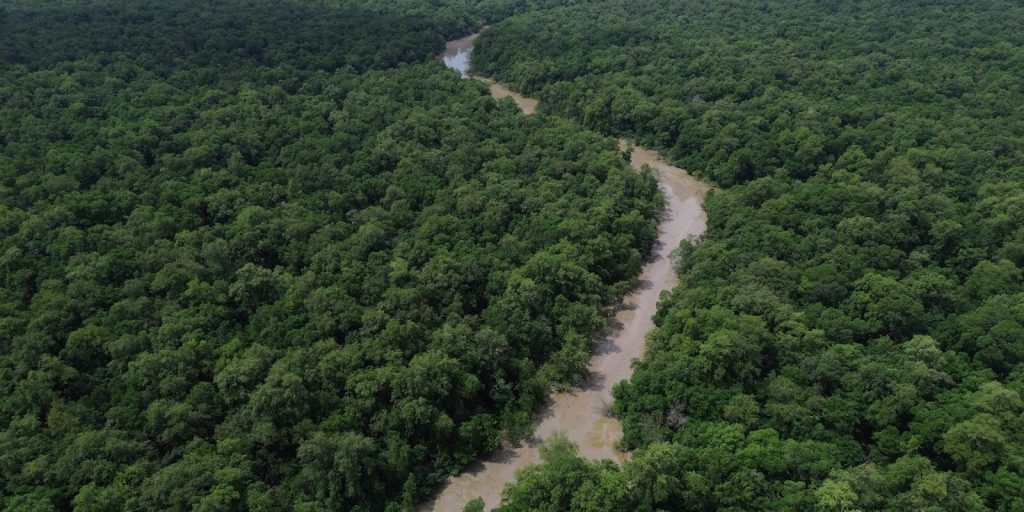 Desmatamento cai 41,8% na Amazônia e 23,8% no Cerrado em um ano