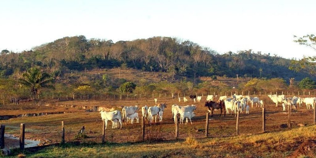 Agropecuária ocupa territórios próximos aos preservados na Amazônia Agropecuária ocupa territórios próximos aos preservados na Amazônia