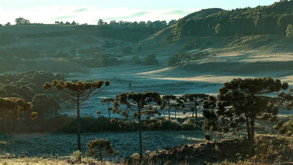 Geada pode voltar à serra de Santa Catarina na terça (27), com 3°C a menos de dois meses do verão, e o alerta vale dinheiro: sistema da Epagri já evitou R$ 84,7 milhões em perdas Geada pode voltar à serra de Santa Catarina na terça (27), com 3°C a menos de dois meses do verão, e o alerta vale dinheiro: sistema da Epagri já evitou R$ 84,7 milhões em perdas
