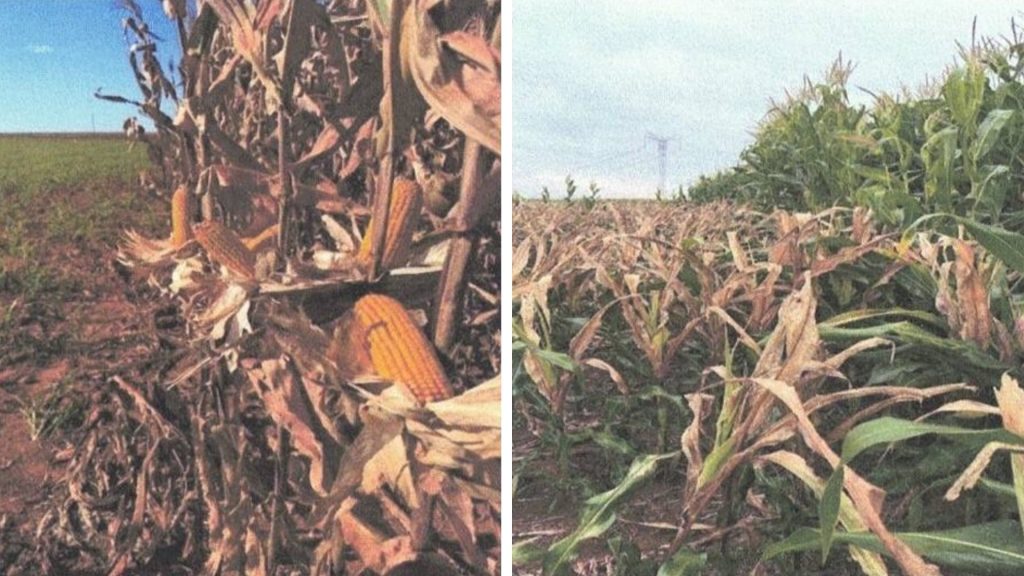 Empregado rural que admitiu ter misturado o herbicida sem conferir o rótulo matou um milharal em Mineiros (GO), a fazenda calculou R$ 900 mil de perda e a 3ª Turma do TRT-GO manteve a justa causa por desídia