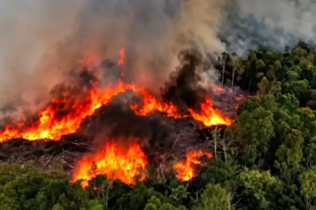 Governo anuncia envio de novos aviões para combater incêndios no Amazonas Governo anuncia envio de novos aviões para combater incêndios no Amazonas