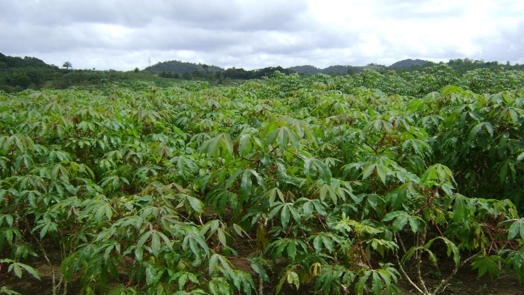 Quem planta mandioca em MS com 0,5 hectare ou mais tem que se cadastrar no MS Agrodata, e a lavoura passa a ter vistoria todo mês Quem planta mandioca em MS com 0,5 hectare ou mais tem que se cadastrar no MS Agrodata, e a lavoura passa a ter vistoria todo mês