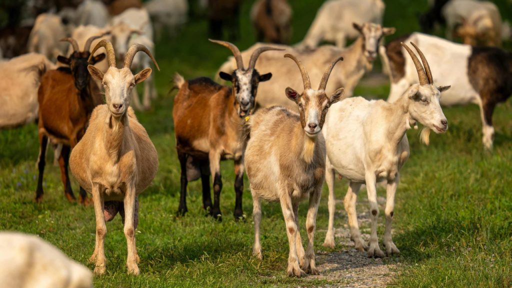 Nordeste concentra quase 97% dos caprinos do Brasil e fortalece a criação de ovinos e cabras