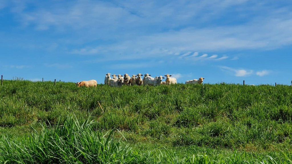 Pecuaristas que mantêm lotação moderada e adubação no pasto guardam 162 toneladas de carbono por hectare no solo, contra 102 no pasto degradado, mostra experimento da Embrapa no interior paulista Pecuaristas que mantêm lotação moderada e adubação no pasto guardam 162 toneladas de carbono por hectare no solo, contra 102 no pasto degradado, mostra experimento da Embrapa no interior paulista