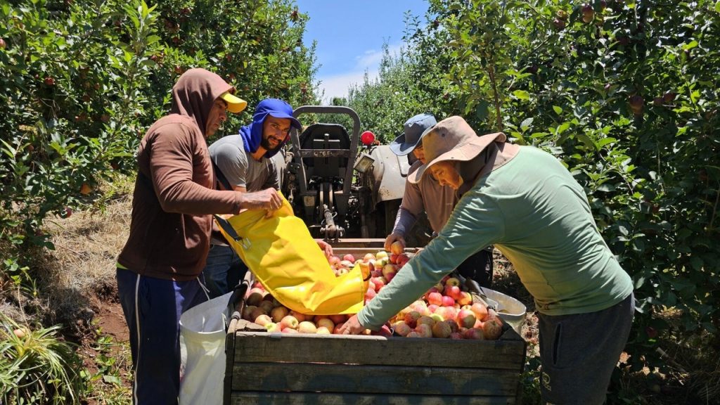 Produtores de maçã de Santa Catarina colheram 830 mil toneladas e puxaram a maior safra do Brasil, de 1,6 milhão, quase o dobro das duas anteriores, e as exportações saltaram de 13 mil para 48,6 mil toneladas
