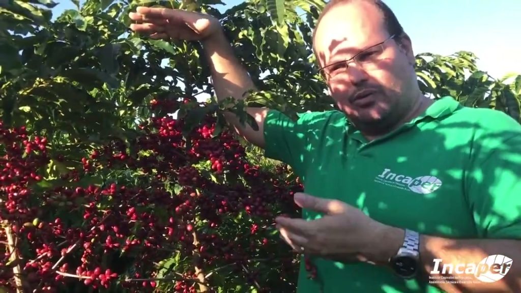 Rio Bananal produz 69 mil toneladas de café e assume o 1º lugar do Brasil, e Patrocínio, que liderava em 2024, cai para o 3º Rio Bananal produz 69 mil toneladas de café e assume o 1º lugar do Brasil, e Patrocínio, que liderava em 2024, cai para o 3º