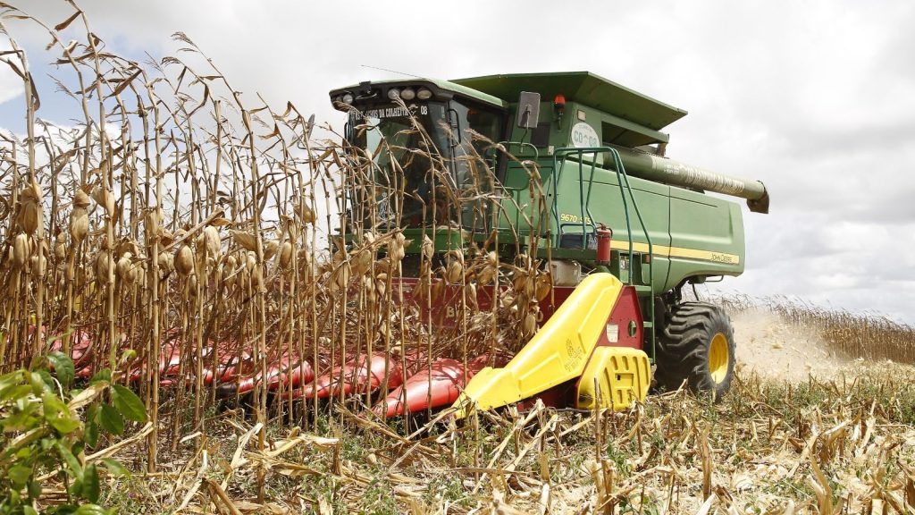 R$ 1,44 bilhão em milho no menor estado do Brasil: Sergipe surpreende no agronegócio e mantém rebanho bovino de quase 1,5 milhão
