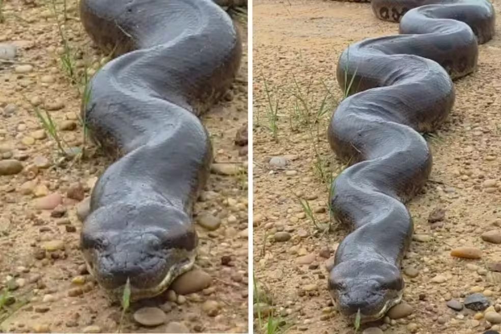 Assista ao momento em que fotógrafo ficou cara a cara com sucuri gigante Assista ao momento em que fotógrafo ficou cara a cara com sucuri gigante